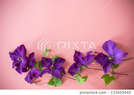 clematis branch and space for text on pink background 133693048