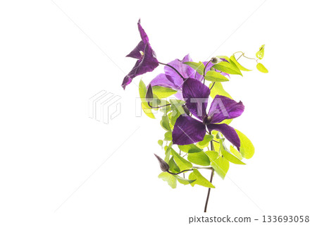 Climbing clematis with purple flowers isolated Climbing clematis with purple flowers isolated 133693058