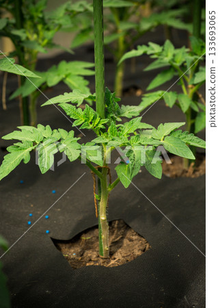 young tomato plant close up 133693065