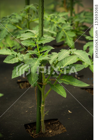 young tomato plant close up in greenhouse 133693068