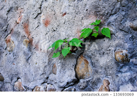 Green Plant Growing from Cracked Rock at Treasure Hill Taipei. 133693069