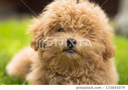 A white puppy with curly hair resting on the grass 133693074
