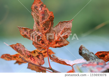 Textured Brown and Orange Maple Leaf Detail at Cinsbu Hsinchu Taiwan Forest. 133693078
