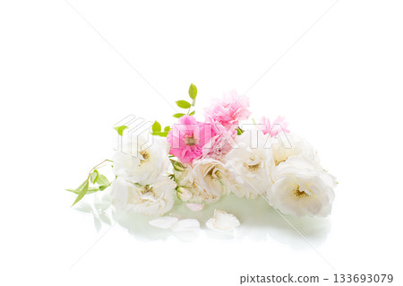 bright white and pink roses isolated on white background 133693079