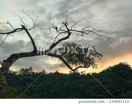 Wulai Taiwan Dead Tree Silhouette Against Orange Dawn Sky Background. 133693114