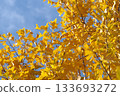 發光在藍天的銀杏樹樹 133693272