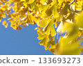 秋天的銀杏葉 133693273