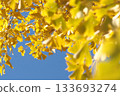 秋天的銀杏葉 133693274