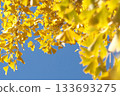 發光在藍天的秋葉 133693275