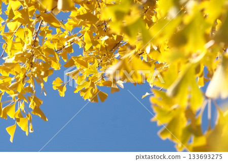 發光在藍天的秋葉 133693275