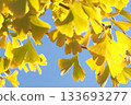 秋天的銀杏葉 133693277