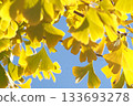 秋天的銀杏葉 133693278