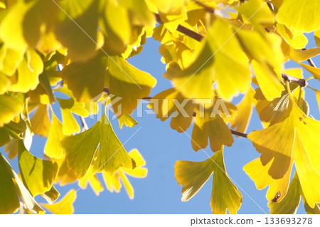 秋天的銀杏葉 133693278