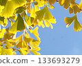 黃色葉子離開銀杏樹 133693279
