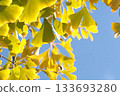 銀杏樹黃色葉子和秋天天空 133693280
