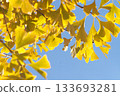 銀杏葉在藍天的映襯下熠熠生輝 133693281