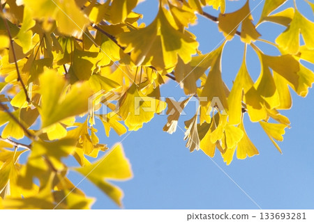 Ginkgo leaves shining in the blue sky 133693281
