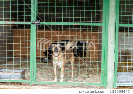 Dogs in an animal enclosure. A dog behind bars is waiting for a guardian. Animal welfare. Pet adoption. 133693445