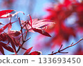 鮮紅的秋葉 133693450