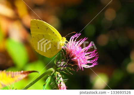 A common blue butterfly sucking nectar from a thistle flower 133693526