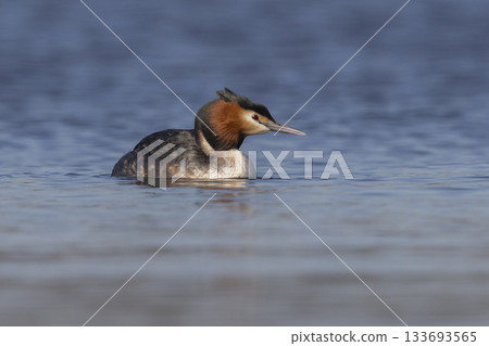 Great crested grebe swimming gracefully on a calm lake in the early morning light 133693565