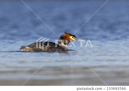 Great crested grebe swimming gracefully on a calm lake in the early morning light 133693566