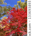 Bright red autumn leaves that shine against the blue sky 133693893