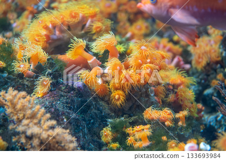 Orange coral polyps growing on underwater reef with fish swimming nearby 133693984
