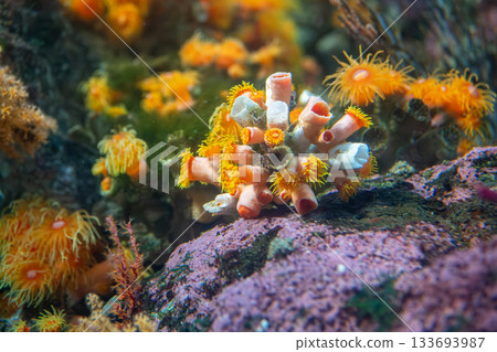 Colorful coral and orange sea anemones underwater on rocky ocean floor Colorful coral and orange sea anemones underwater on rocky ocean floor 133693987