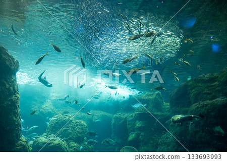 Underwater view of fish swimming in ocean reef with sunlight filtering through water Underwater view of fish swimming in ocean reef with sunlight filtering through water 133693993