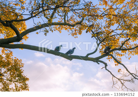 秋日裡,鴿子棲息在樹枝上。 秋日裡,鴿子棲息在樹枝上。 133694152