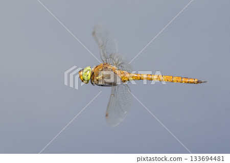 Small hawker dragonfly Aeshna isoceles captured in flight over water in the Netherlands during a sunny day 133694481