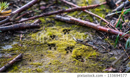Animal paw prints on mossy forest ground, wild animal tracks in natural forest area 133694577
