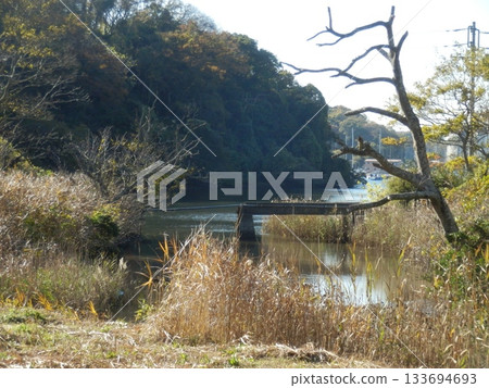 Scenery of Koajiro Forest at Misakiguchi, Yokohama 133694693