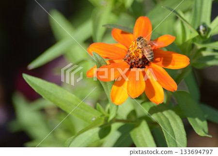 一隻蜜蜂停在一朵橘色的花上 一隻蜜蜂停在一朵橘色的花上 133694797