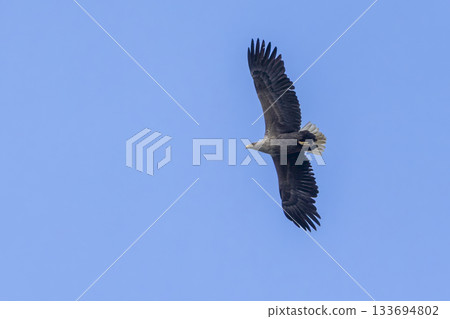 Majestic white-tailed eagle soaring over Arkemheenpolder in the Netherlands during a clear blue sky 133694802