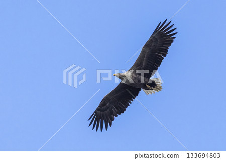 Majestic white-tailed eagle soaring high above Arkemheenpolder in the Netherlands Majestic white-tailed eagle soaring high above Arkemheenpolder in the Netherlands 133694803