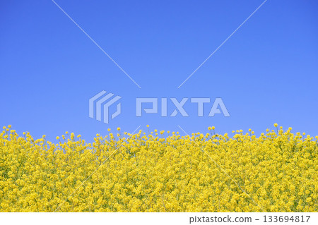 A simple rapeseed flower field and blue sky 133694817