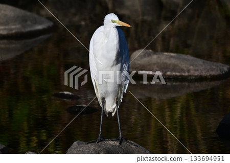 白鷺鷥（白鷺鷥） 133694951