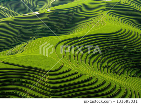 Aerial View of Terraced Rice Fields Aerial View of Terraced Rice Fields 133695031