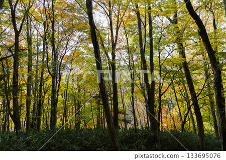 Autumn leaves 133695076