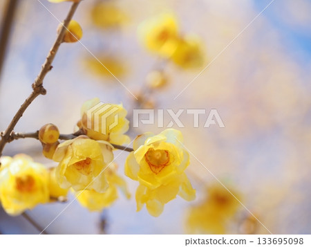 Wintersweet at Saihoji Temple Wintersweet at Saihoji Temple 133695098