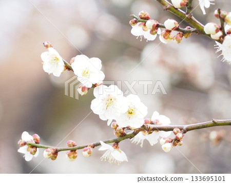 Plum blossoms in full bloom at Okurayama Park 133695101