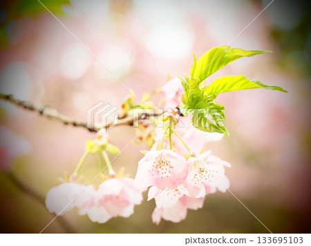 Kawazu cherry blossoms at Nagatani River in Hirado, Yokohama 133695103
