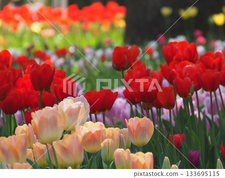 Yokohama Park Tulip Fields 133695115