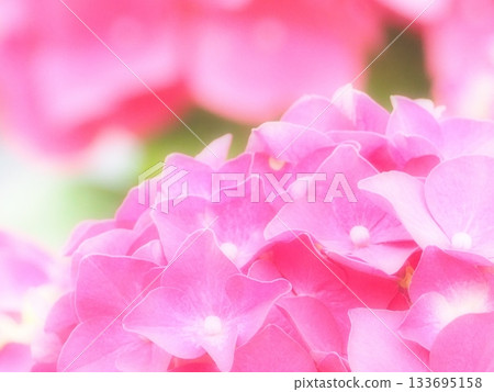bright pink hydrangea 133695158