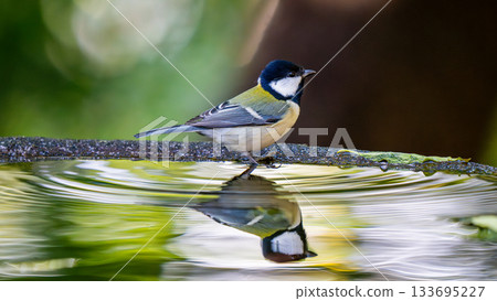 大山雀 大山雀 133695227