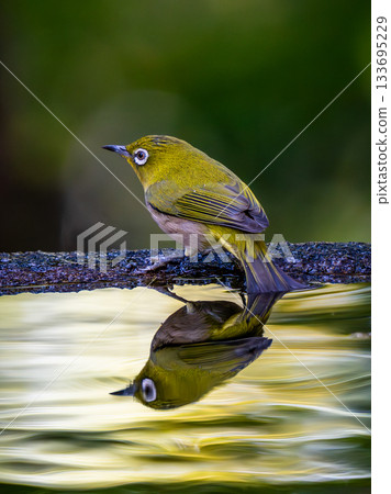 白眼 白眼 133695229