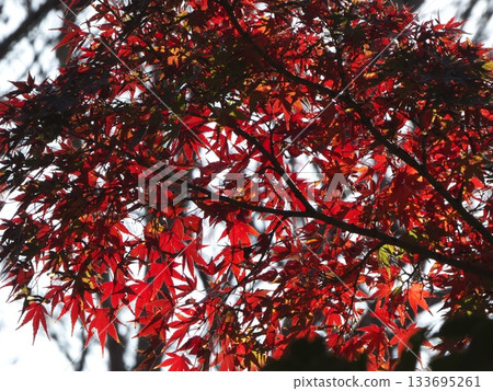 Bright red maple leaves shining through the autumn sunlight Bright red maple leaves shining through the autumn sunlight 133695261