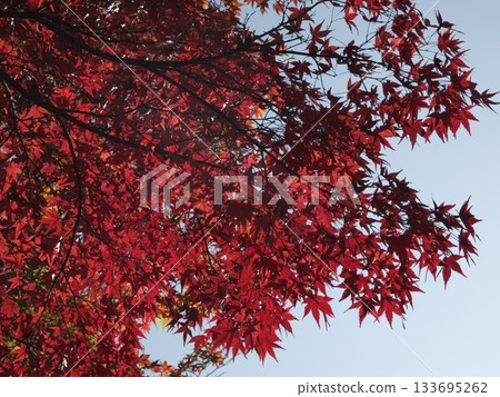 Bright red maple leaves stand out against the clear blue autumn sky Bright red maple leaves stand out against the clear blue autumn sky 133695262